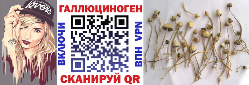 Псилоцибиновые грибы Cubensis Моздок